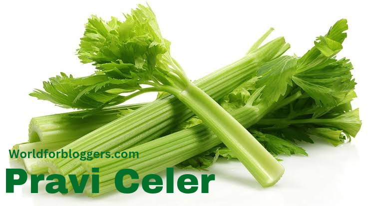 pravi celer